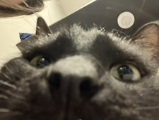 maggie