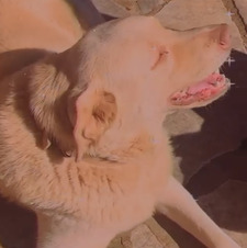 Sam