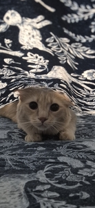 Kat