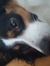Stella