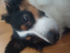 Stella