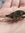 cicada