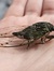 cicada