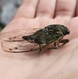 cicada