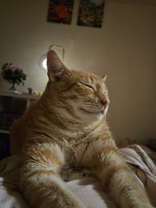 Bek