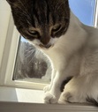 Josephine