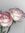 Whiterose_