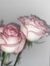 Whiterose_