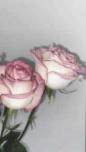 Whiterose_