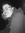George Allen