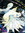 Marie(rosemary)