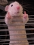Patrici...