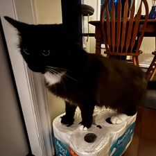 Finn