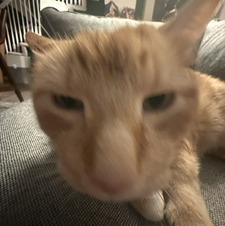 eli 