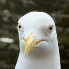 louis