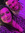 Aimee 