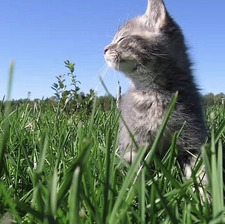 Cedrick Blot