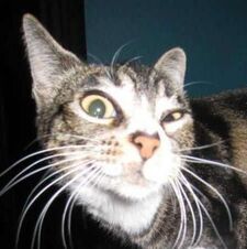 Tom