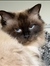 Silke R...