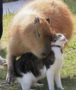 Isla da Capybara
