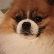 chomik