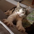 Cara