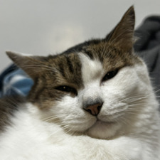 Li