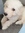 Merel
