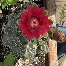 Donna J. Tuttle