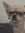 Gavin W. Triplett