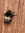 Honey Bee