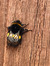 Honey Bee