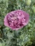 Amy Root