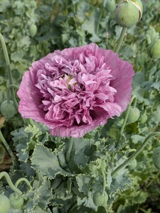 Amy Root