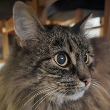 Oscar