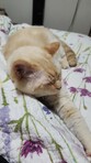 Krita