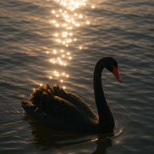 Dodo.reader