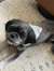 Brandy ...