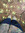 tr chau