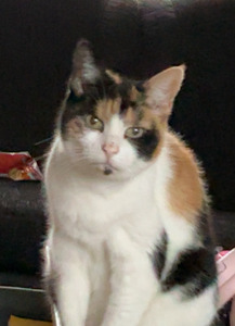 millie