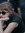 arves_agrest
