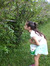 Jasmine