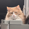 Laszlo