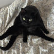 kat