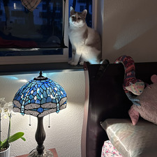 lily