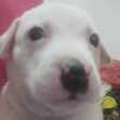 Karke