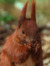 Mysch