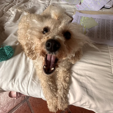 Julieta
