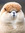 Llama Duck