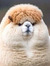 Llama Duck